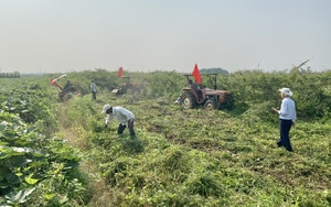 Nông dân Điện Bàn ở Quảng Nam đang diệt trừ một sinh vật ngoại lai nguy hiểm