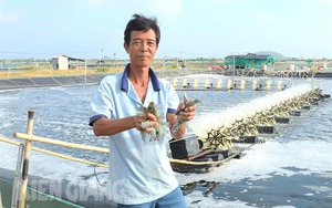Một nông dân Kiên Giang nuôi 12ha tôm công nghệ cao, bắt bán hơn 200 tấn, lãi hàng chục tỷ