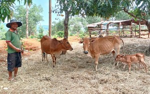 Nhận bò giống được luôn bê con, dân một xã miền núi ở Gia Lai có niềm vui nhân đôi