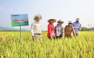Bộ đôi giống lúa của Vinaseed có đặc tính gì mà nông dân Quảng Nam thích thú?