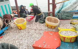 Ở một làng chài anh hùng của tỉnh Quảng Bình, dân đánh bắt cá biển thu hơn 50 tỷ/tháng