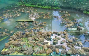 Ở một cái vườn tại Hậu Giang, thấy đàn ếch nằm dày đặc trên mặt nước, mỗi lần bắt bán 1,3 tấn