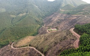 Chuyện lạ ở Bắc Giang: Phá 10ha rừng tự nhiên để trồng... rừng mới, sẽ xem xét khởi tố vụ án