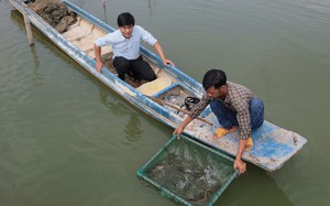 Nuôi thành công cá đặc sản ao đất ở Tây Ninh, dân bán 180.000-230.000 đồng/kg, hễ kéo lên là bán hết sạch