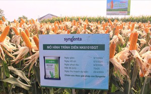 Syngenta ra mắt sản phẩm giống ngô giải quyết mối lo sâu đục thân, năng suất lên đến 9 tấn/ha