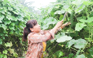 Trồng thành công giống mướp lạ, trái quá trời, nông dân một xã ở Quảng Trị có thu nhập tốt