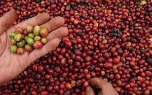 Giá cà phê nội địa tăng mạnh, giao dịch ở mức cao chưa từng thấy ngày 21/4