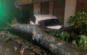 Ô tô bị cây đổ đè trúng sau trận mưa đá, gió lốc ở Hà Nội, ai phải bồi thường?