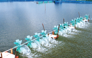KQKD quý I/2024: Thủy sản Bến Tre (ABT) báo lãi tăng 22% 