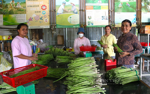 Hội Nông dân Ninh Thuận hướng dẫn, hỗ trợ hội viên vào HTX trồng măng tây xanh, thu nhập tăng lên