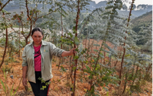 Một nông dân Lâm Đồng trồng cây mới lạ có tên là cây đô la, hóa ra cắt cành bán đắt tiền