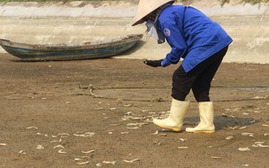 Xác tôm la liệt khắp hồ nuôi, sau một đêm dân nơi này ở Nghệ An mất trắng tiền tỷ