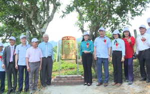 57 cây chè Shan tuyết cổ thụ tại Mộc Châu được công nhận Cây di sản Việt Nam 