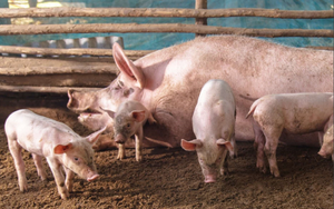 Giá lợn hơi tiếp tục diễn biến tốt, đã có địa phương lên mức 64.000 đồng/kg