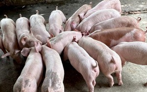 Giá lợn hơi tăng liên tiếp, mặt bằng giá tiến lên dần, doanh nghiệp mạnh tay mở rộng sản xuất