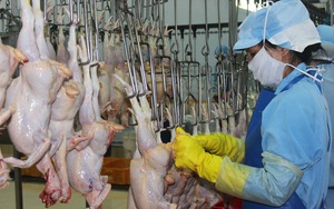 Mỗi tháng Việt Nam có thể xuất khẩu 1.000 tấn thịt gà sang các nước Hồi giáo
