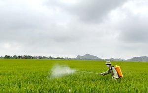 Các con động vật có hại, nấm độc đang gây hại hơn 9.580ha lúa Đông xuân ở Ninh Bình