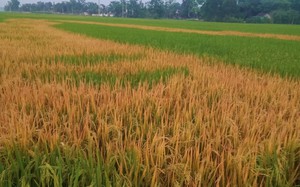 Điều tra vụ ruộng lúa của một nông dân Nghệ An bỗng chết cháy bất thường, nghi bị đầu độc