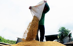 Giá lúa tăng, thị trường giao dịch sôi động, xuất khẩu gạo có thể vượt kế hoạch