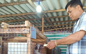 Một nông dân Cà Mau cứ đút chuối chín cho một con động vật nuôi trong lồng, bán 5,5 triệu/con