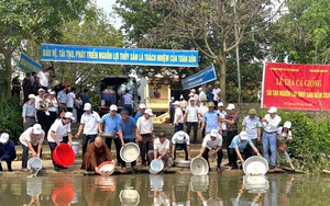 Ninh Bình: Thả khoảng 35.000 con cá chép Việt xuống sông Hoàng Long 