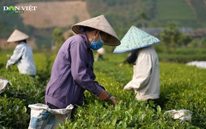 Thái Nguyên: Ứng dụng lò đốt từ phế phụ phẩm nông nghiệp để chế biến chè sạch- Ảnh 3.