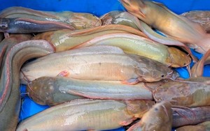 Nuôi loài cá trê vàng óng, nông dân Hải Dương thu lãi 200 - 300 triệu đồng/ha