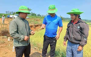 Hai giống lúa của Thaibinh Seed gây bất ngờ ở huyện biên giới của tỉnh Gia Lai