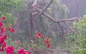 Mưa giông, gió lốc bất ngờ gây tốc mái nhiều nhà, đổ cây cối ở Gia Lai