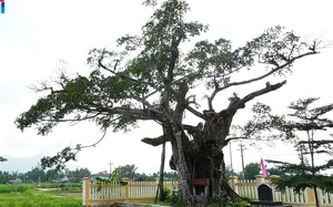 Vùng đất ở Quảng Ngãi có cây cổ thụ hình thù lạ mắt, vô số địa danh đi kèm chữ Long