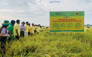 Vì sao làm tốt đề án 1 triệu ha lúa chất lượng cao cần nâng cao năng lực cho nông dân, HTX, các đối tác?