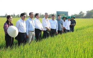Thí điểm Đề án 1 triệu ha lúa chất lượng cao: Lo thay đổi nhận thức của nông dân, xử lý rơm rạ