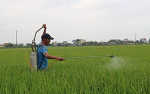 Dịch bệnh hại lúa Xuân có dấu hiệu bùng phát, ngành nông nghiệp Nam Định khuyến cáo điều gì?