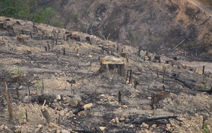 Khởi tố vụ án huỷ hoại 10ha rừng tự nhiên tại huyện Lục Nam, Bắc Giang