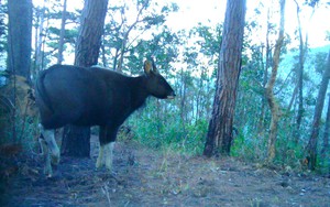 Nóng: Phát hiện thêm khoảng 17 con bò tót và nhiều động vật hoang dã quý hiếm ở vườn Quốc gia Phước Bình, Ninh Thuận