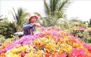 Loại hoa giấy 5 màu nở bông chả kịp cản, ông nông dân Tây Ninh trồng thành công, có chậu bán giá 50 triệu
