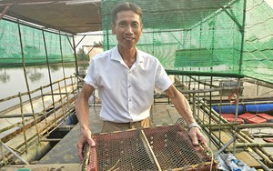 Nuôi cá chẽm, cá dìa, cua ngon ở một ngã 3 sông nổi tiếng ở Quảng Bình, tưởng liều mà hóa hay