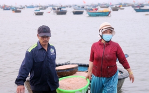 Trúng cả tấn ruốc biển, ngư dân Đà Nẵng thu tiền triệu mỗi ngày