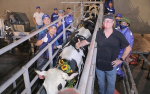 Tập đoàn TH nhập khẩu 2.009 bò sữa cao sản thuần chủng từ Mỹ về trang trại Thanh Hóa