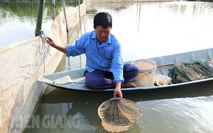 Một nông dân ở Kiên Giang nuôi thành công loài cá đặc sản trong ao đất, bán thu 1 tỷ, lời 700-800 triệu