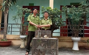 Liên tiếp bắt được khỉ, cu li, hai con động vật hoang dã quý hiếm, người dân ở Lào Cai giao ngay cho kiểm lâm