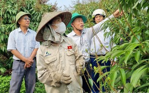 Loài cây nghìn tỷ không chịu ra hoa, đậu quả, nông dân một huyện của tỉnh Hải Dương lo lắng không yên