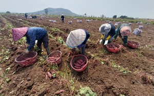 Trồng loại củ giàu kali, nông dân một huyện của Gia Lai sao rơi vào cảnh thiệt hại 