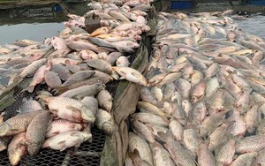 Cá nuôi trên sông Thái Bình chết trắng lồng, Chủ tịch UBND tỉnh Hải Dương chỉ đạo khẩn trương xác định nguyên nhân 