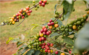 Giá cà phê ngày 7/4: Tuần chạm đỉnh 103.000 đồng/kg, xu hướng thị trường sắp tới ra sao?
