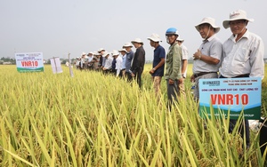 4 giống lúa của Vinaseed “lấy lòng” nông dân Đà Nẵng nhờ những đặc tính này