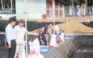 Đầu tư ao lót bạt nuôi cá lóc, 5 anh em ở Bình Phước muốn có chuỗi liên kết lớn
