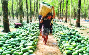 Trong khu rừng ở Tây Ninh, cắt trái ngon bày la liệt hàng tấn, giá bán rẻ mạt, lịm dần, có loại bán 1.000 đồng/kg