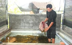 Nông dân sản xuất kinh doanh giỏi tỉnh Phú Yên đầu tư mô hình nuôi lươn từ vốn vay Ngân hàng CSXH