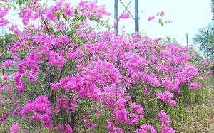 Có một con đường hoa giấy đẹp như phim ở cửa rừng tại Đồng Nai, bông nở cản chả kịp